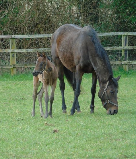 2022 colt by Too Darn Hot